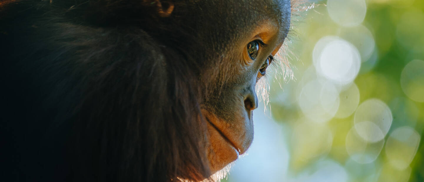 Happy Birthday to Bornean orangutans Bahmi and Charlie!