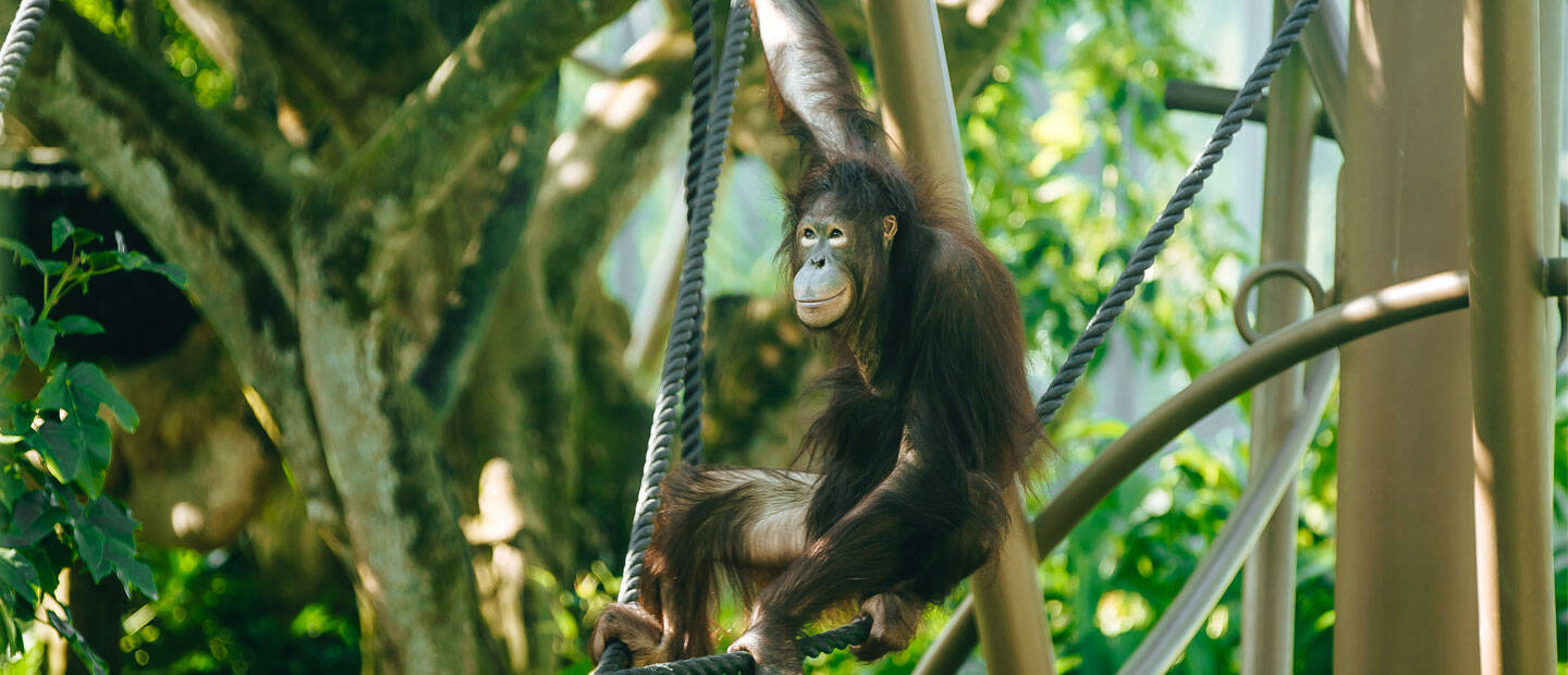 Orangutan Daya takes to the trees!