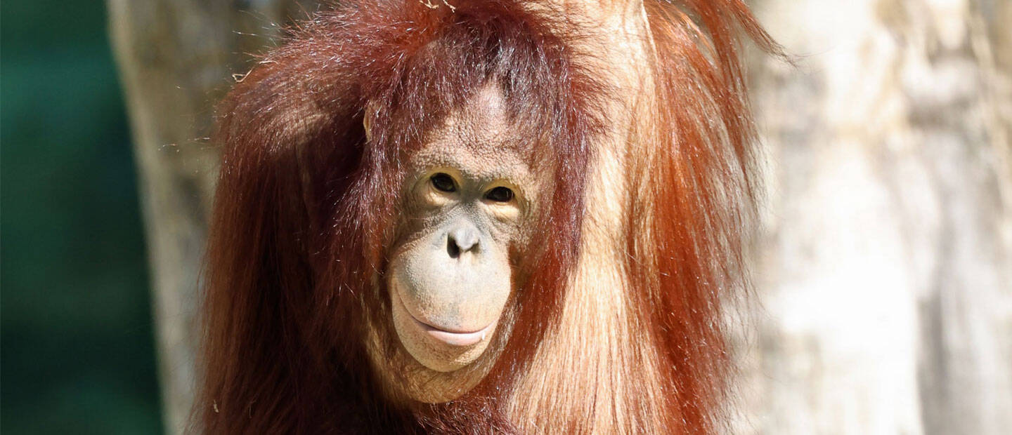 Auckland Zoo welcomes female orangutan Daya