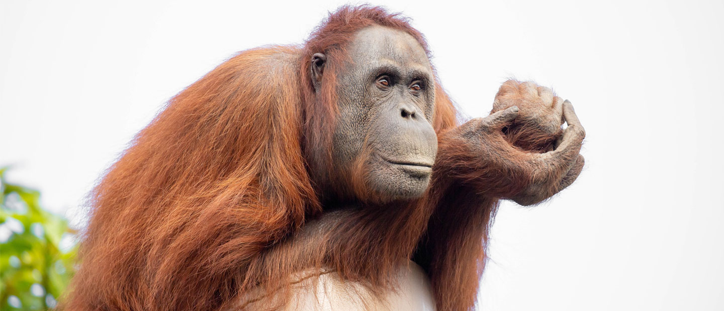 We’re excited to share Bornean orangutan Melur is pregnant! 