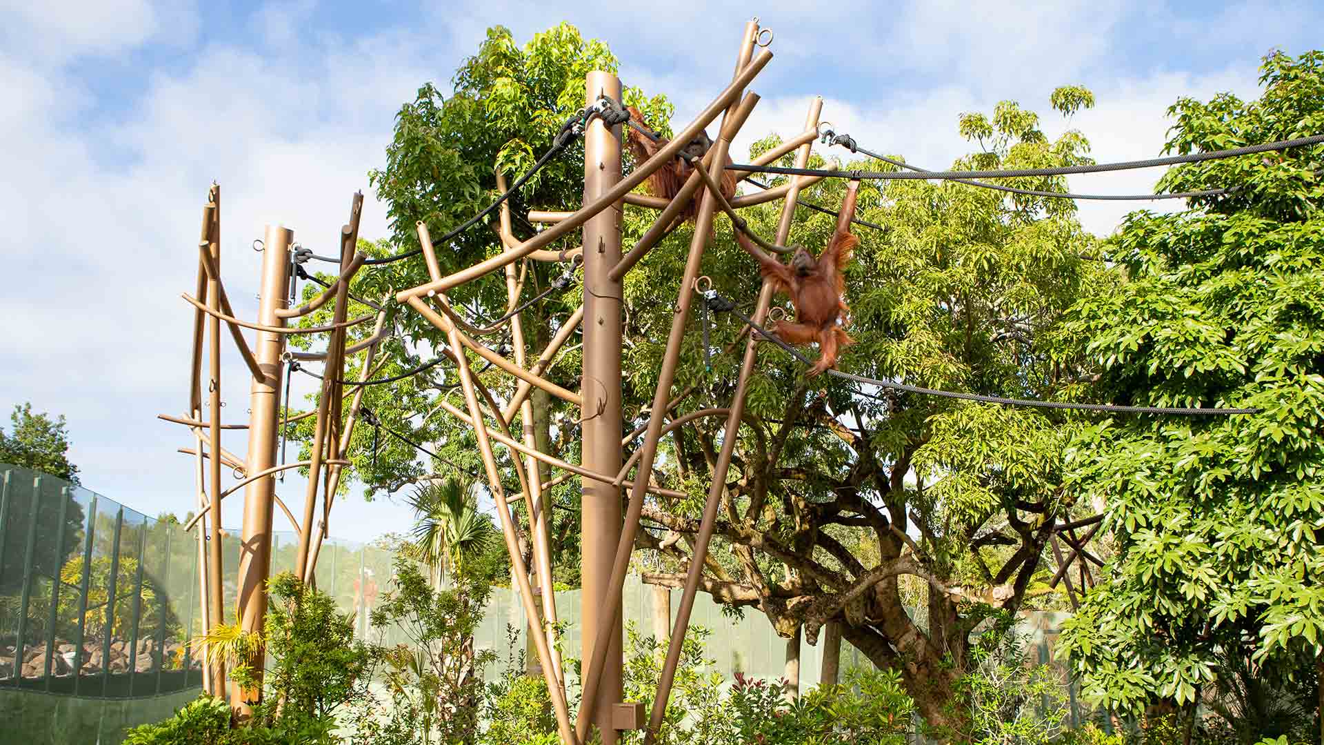 Our orangutan trio have returned to Auckland!