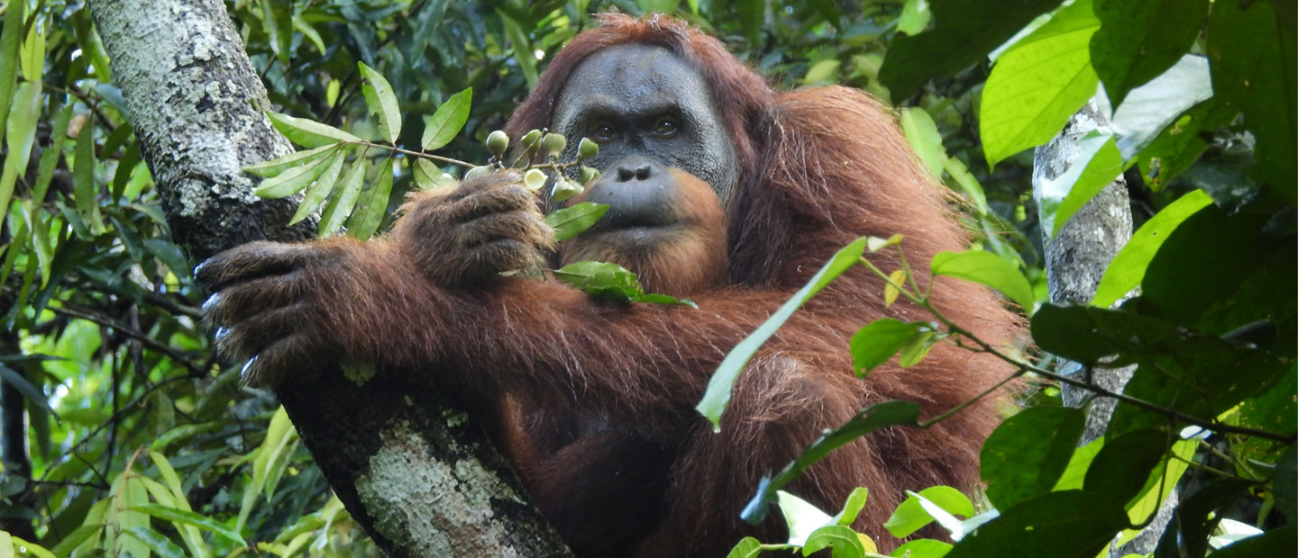 Creating a school for orangutans