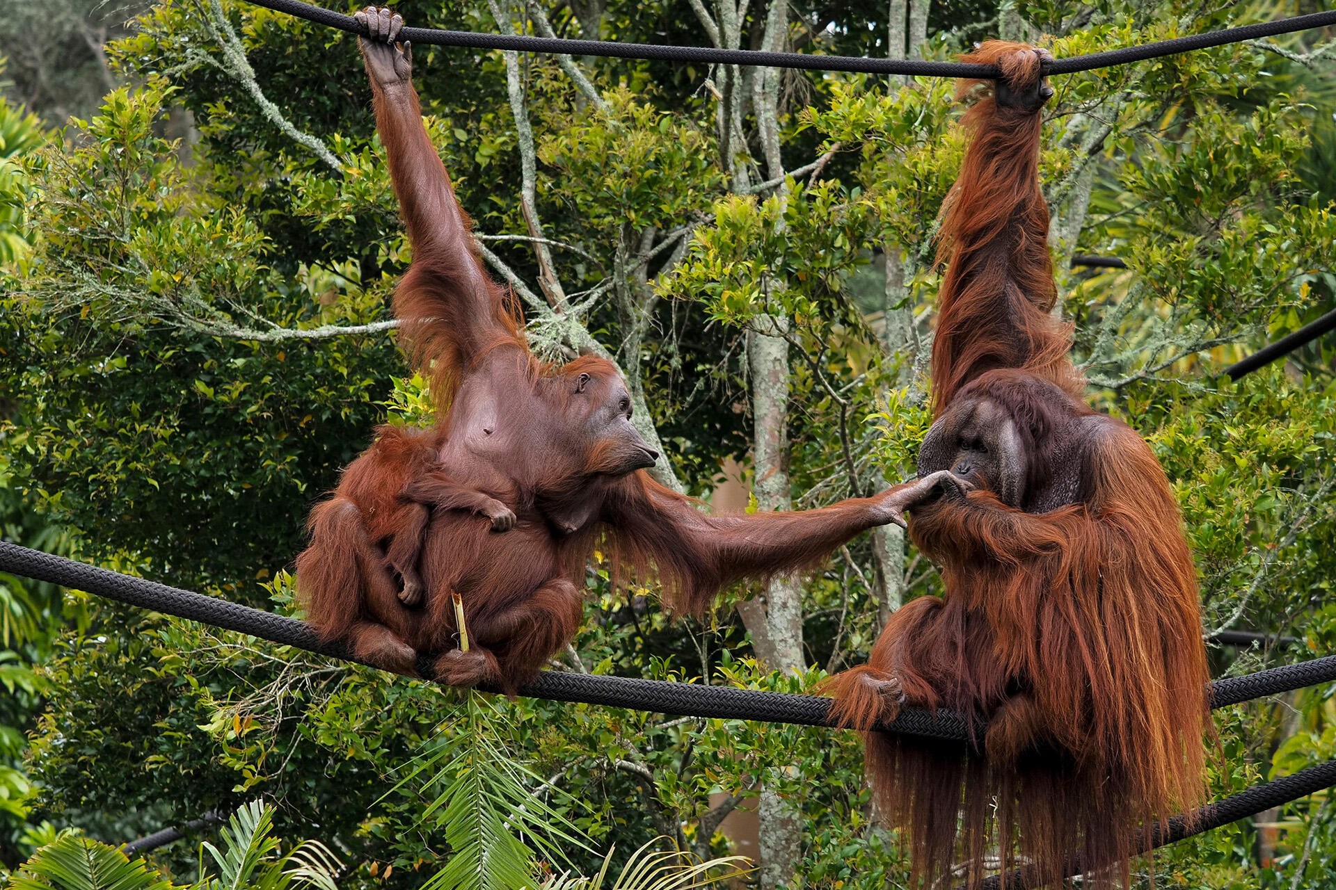 Zoo offers lovers and mates a wild night out at Valentine’s Late