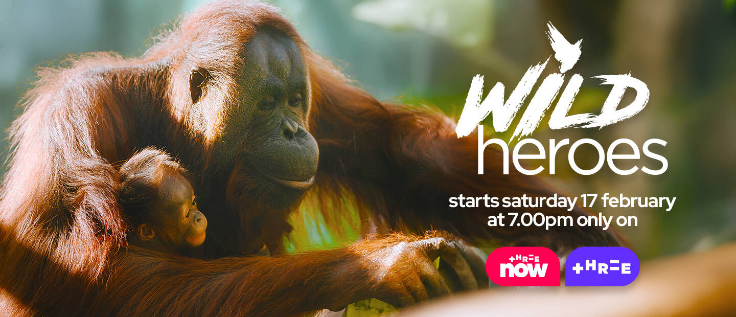 Wild Heroes returns to your screens!