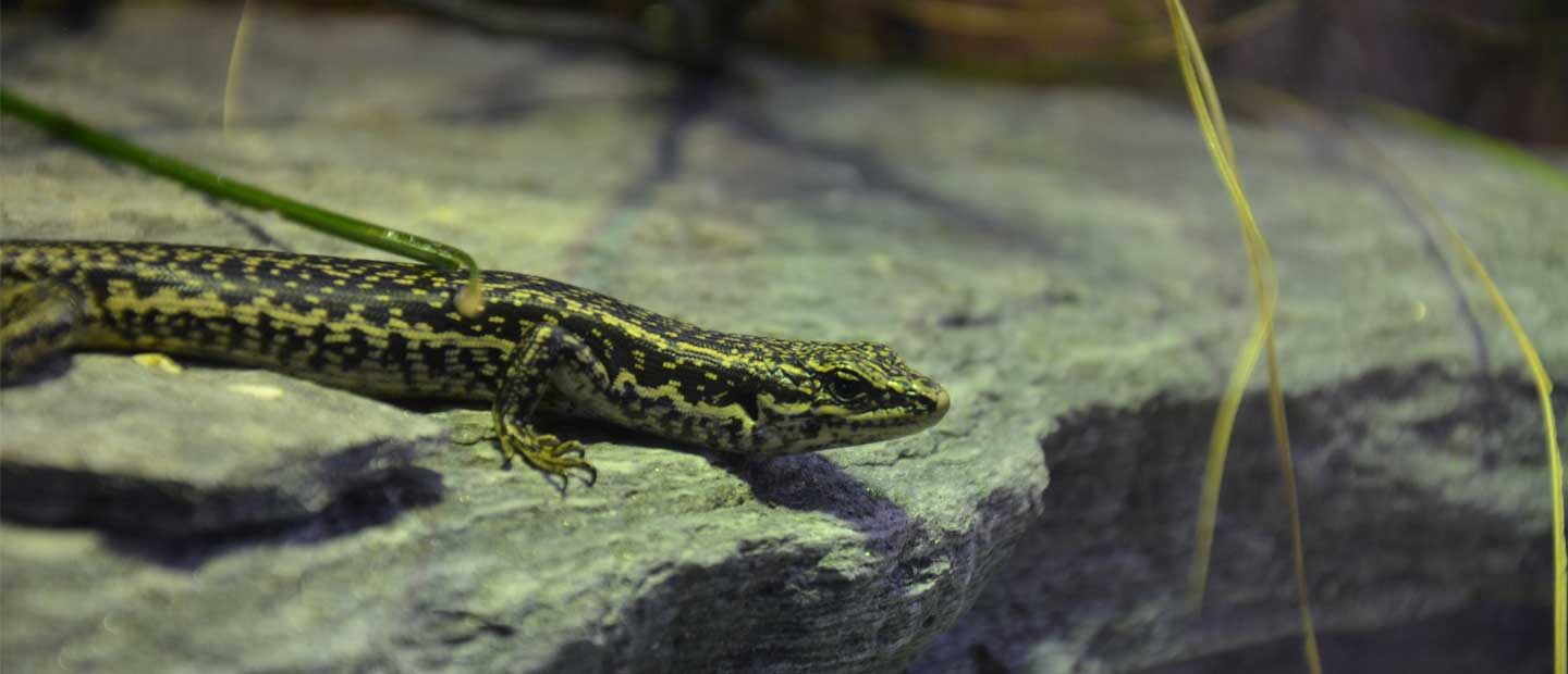 Celebrating two rare New Zealand skinks - grand and Otago!