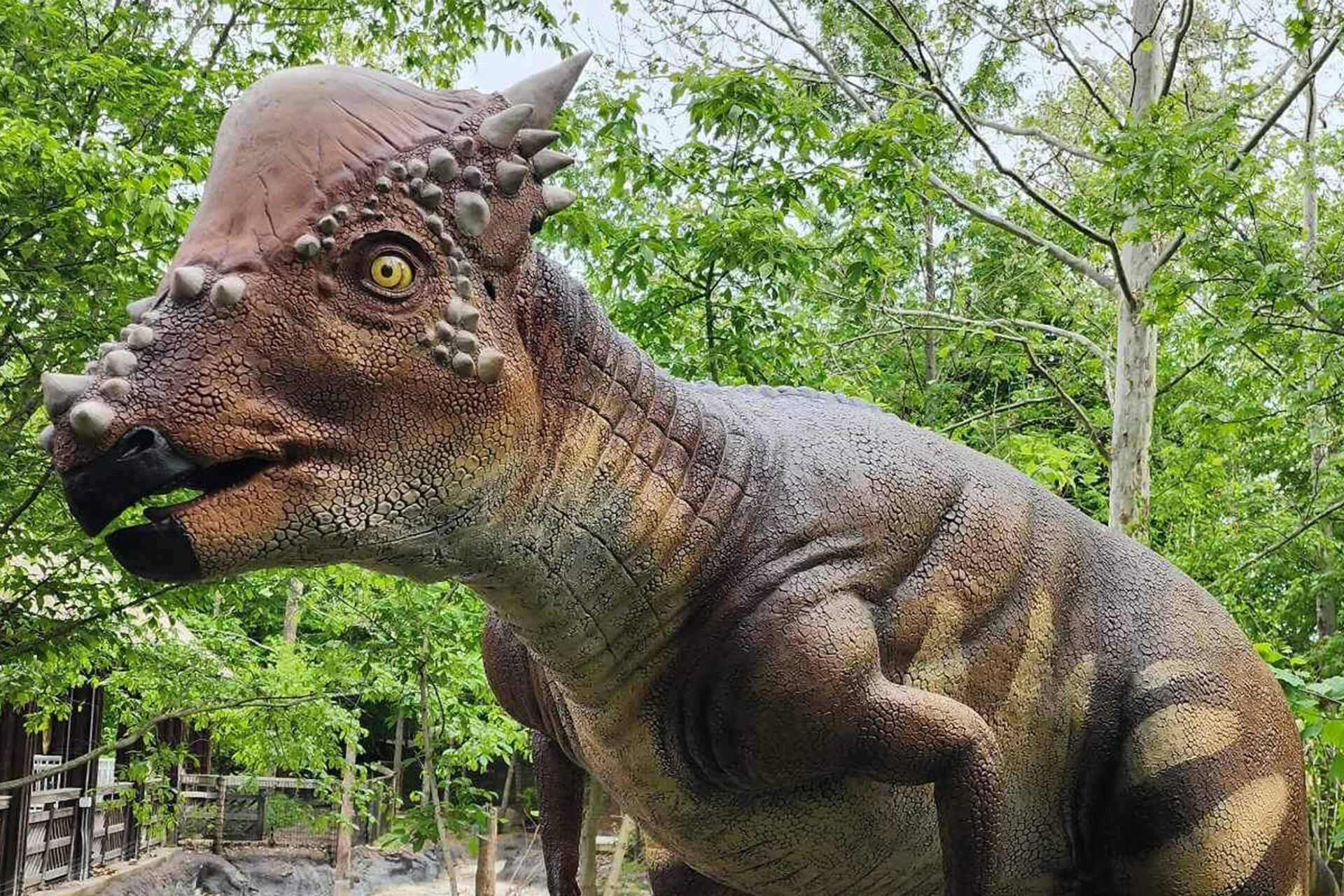 Our Dinosaur Discovery Track is on its way back!