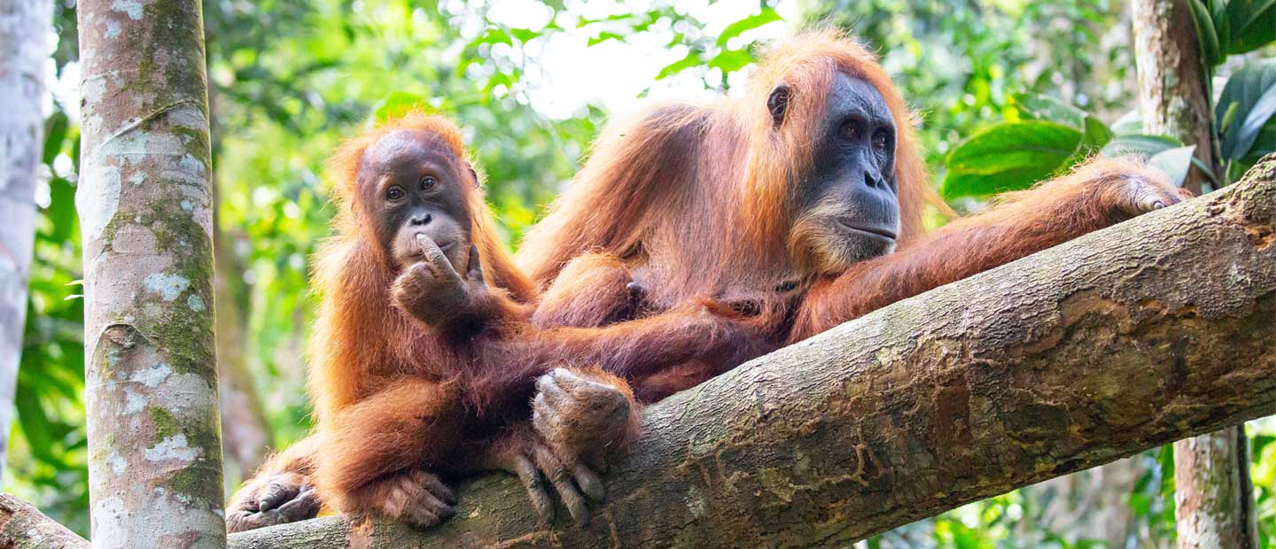 Let’s talk…a sustainable palm oil industry
