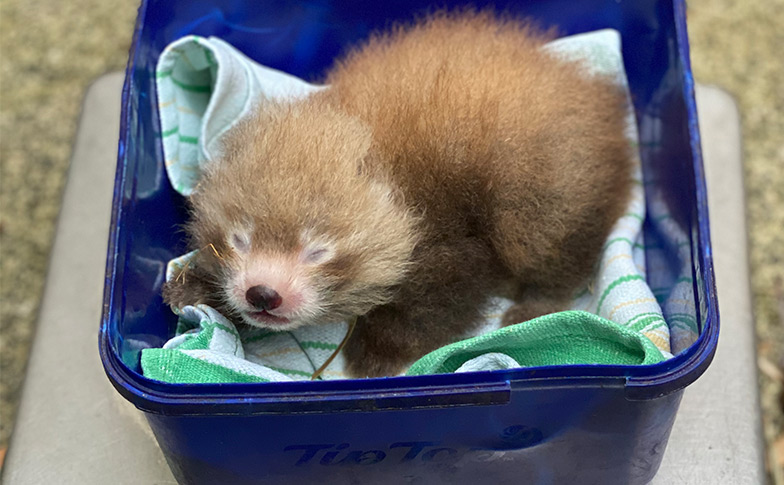 Meet the newest member of our red panda whānau!