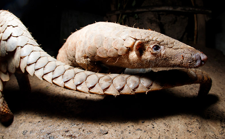 Protecting the unique pangolin from extinction