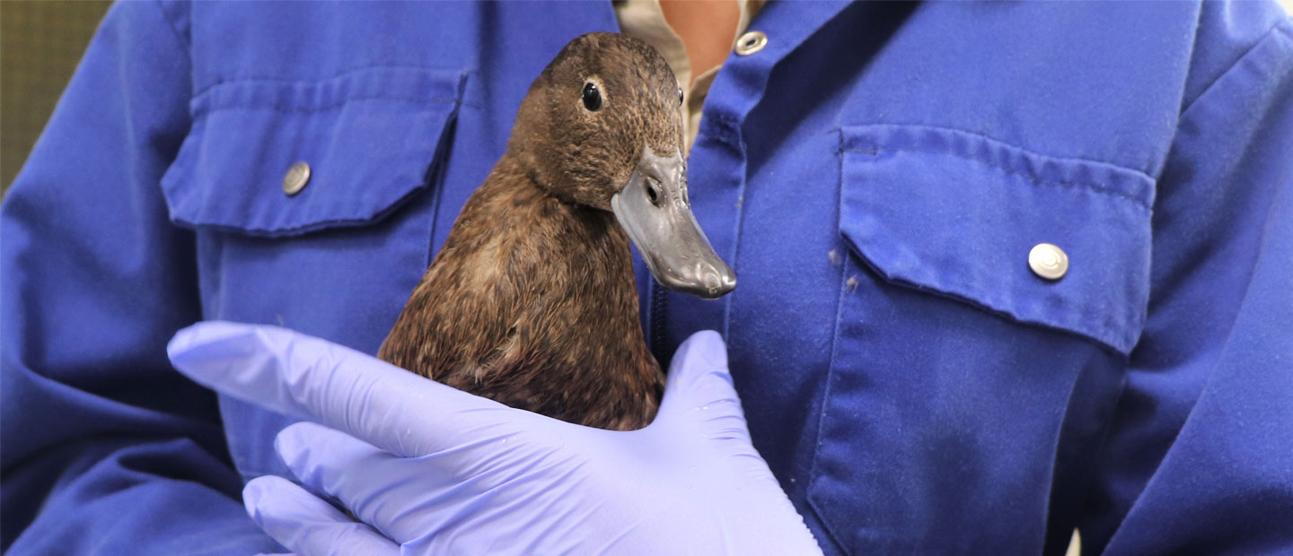 Injured pāteke gets second chance at life