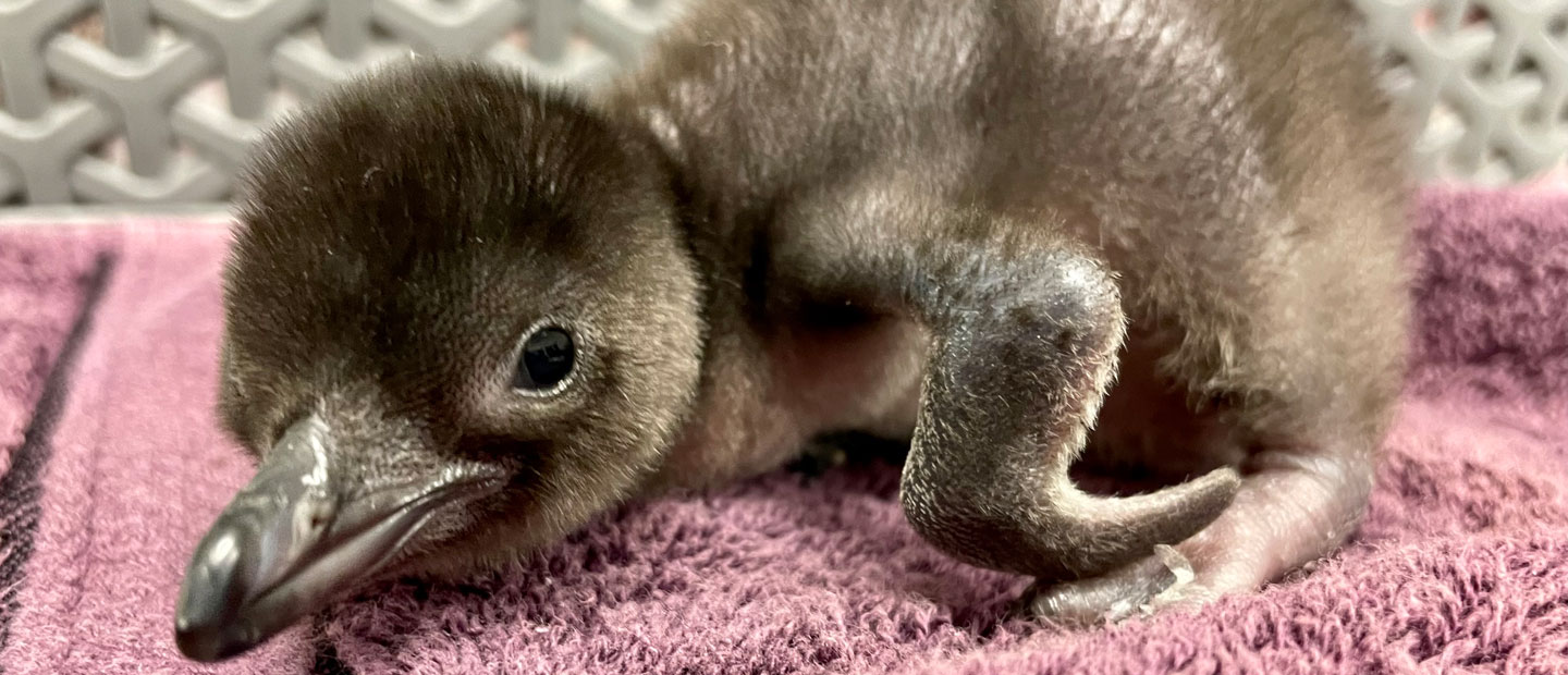 Zoo celebrates the hatching of a kororā / little penguin 