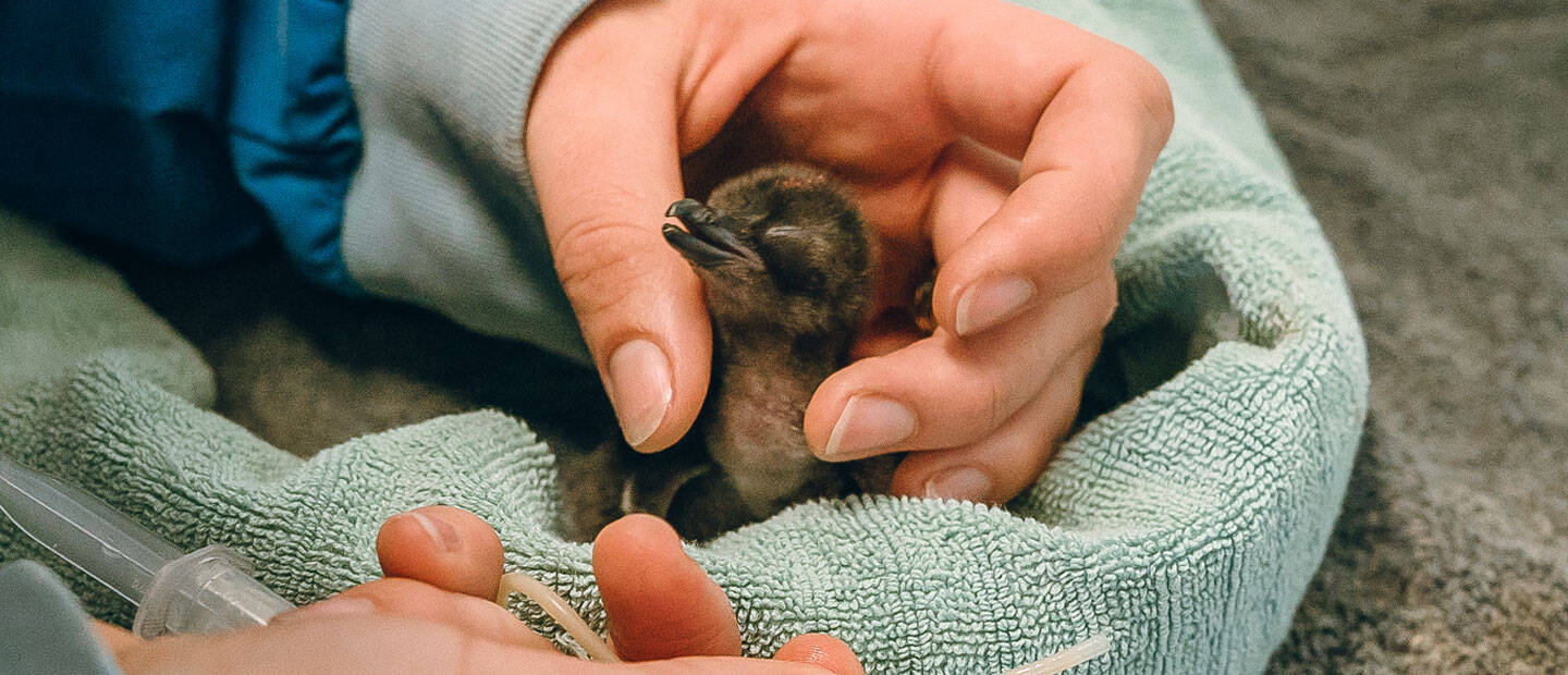 Zoo celebrates the hatch of two healthy kororā / little penguins!