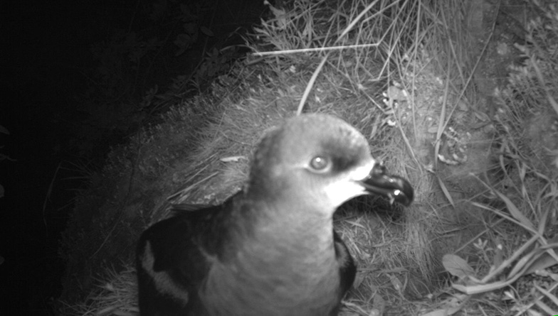 Sea birds find haven on Rotoroa Island