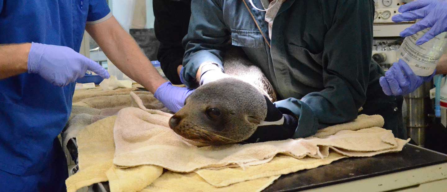 Vet Team’s Attempt to Save Wild Fur Seal