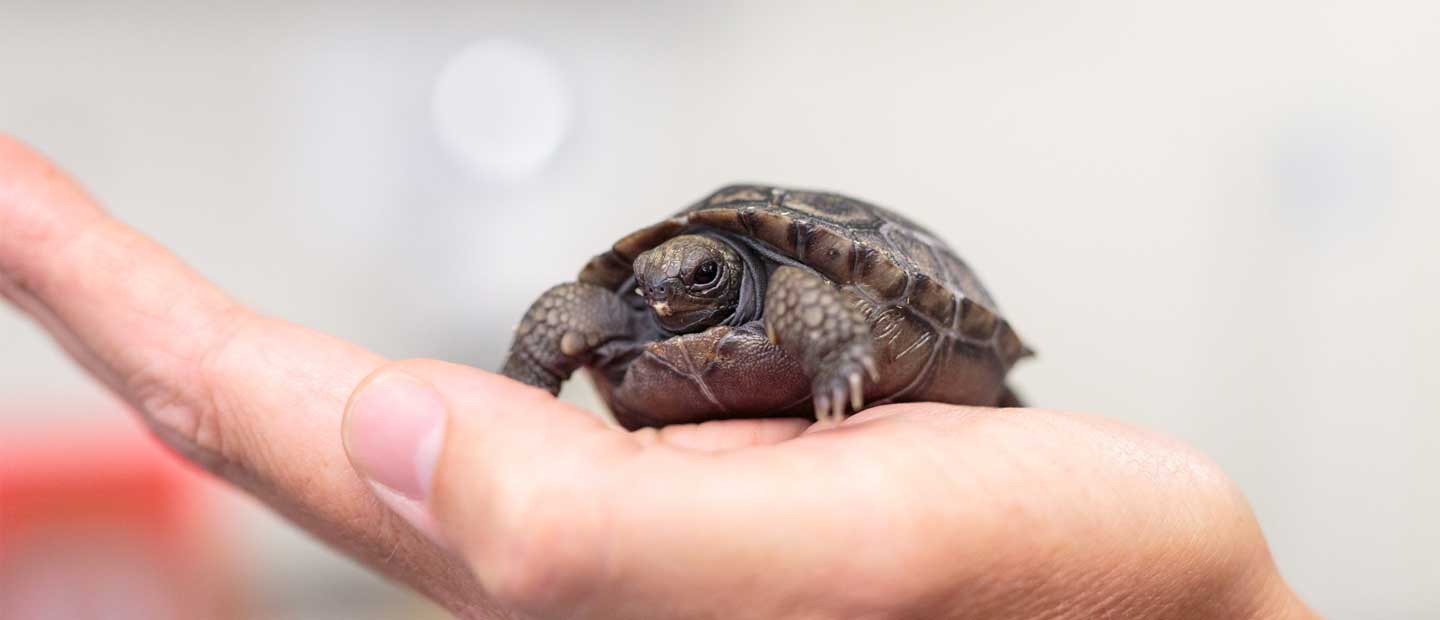 Sad news for zoo's first Galapagos tortoise hatchling