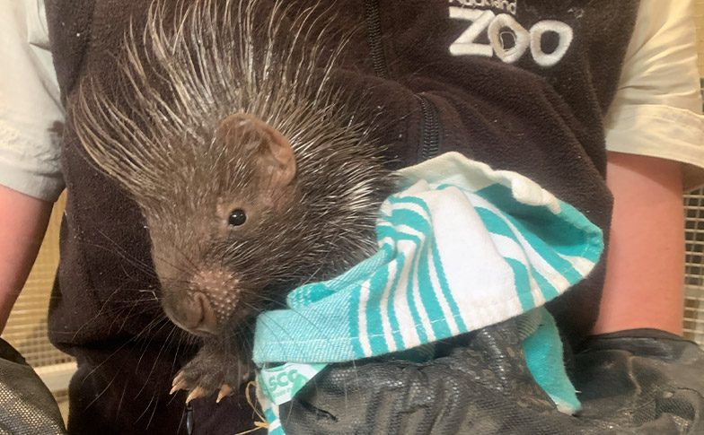 Prickly and perfectly healthy: Ticking off a mini milestone
