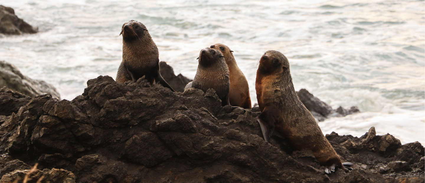 Back from the Brink – Sheltering New Zealand’s Endangered Pakake