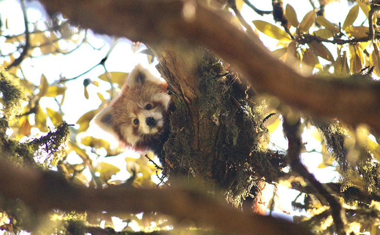 Looking up and looking out for red panda in Nepal
