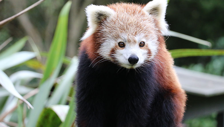 We welcome red panda Khela