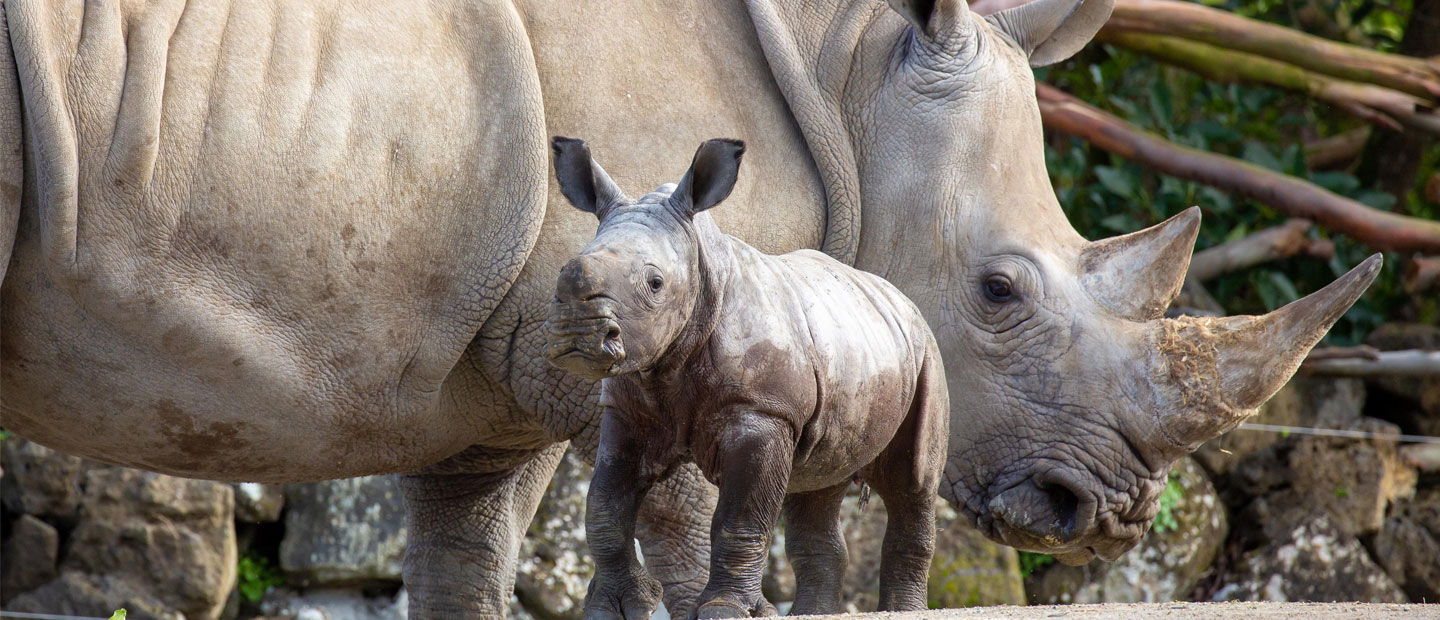It's World Rhino Day - a day to celebrate and raise awareness for the world’s rhinoceros’ species!