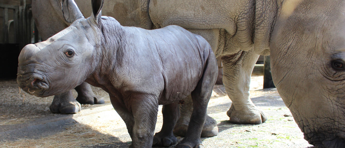 Auckland Zoo’s new baby rhino makes speedy entry into world