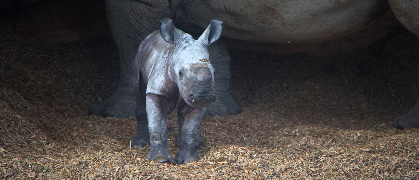 Meet Auckland Zoo’s baby rhino and contribute to conservation!