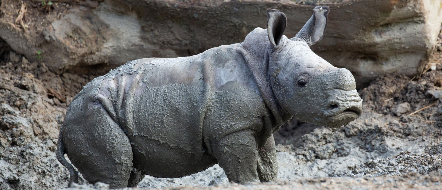 Our four-week-old rhino calf has a new name - Nyah!