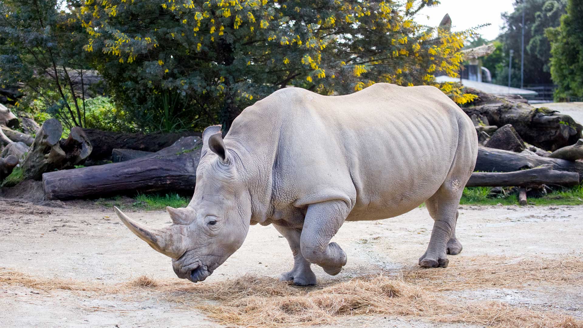 A practical pamper session with our Southern white rhinos!