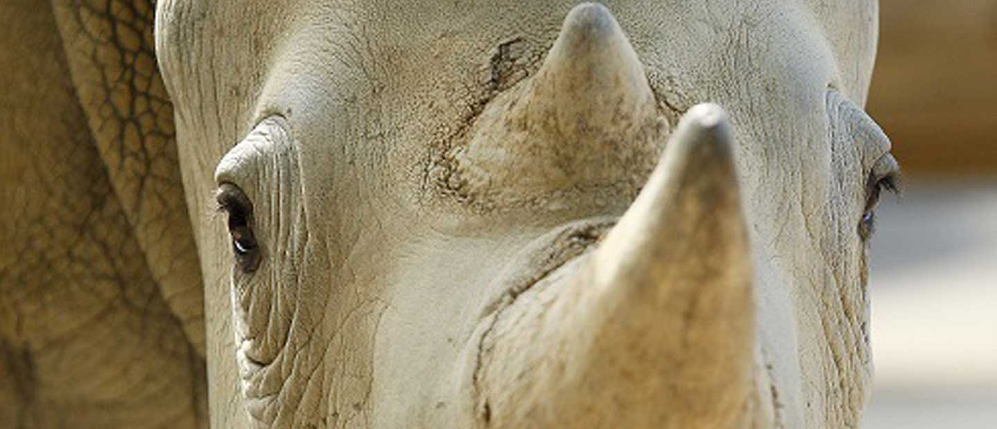 Rhino Jamila is on the move to Auckland!