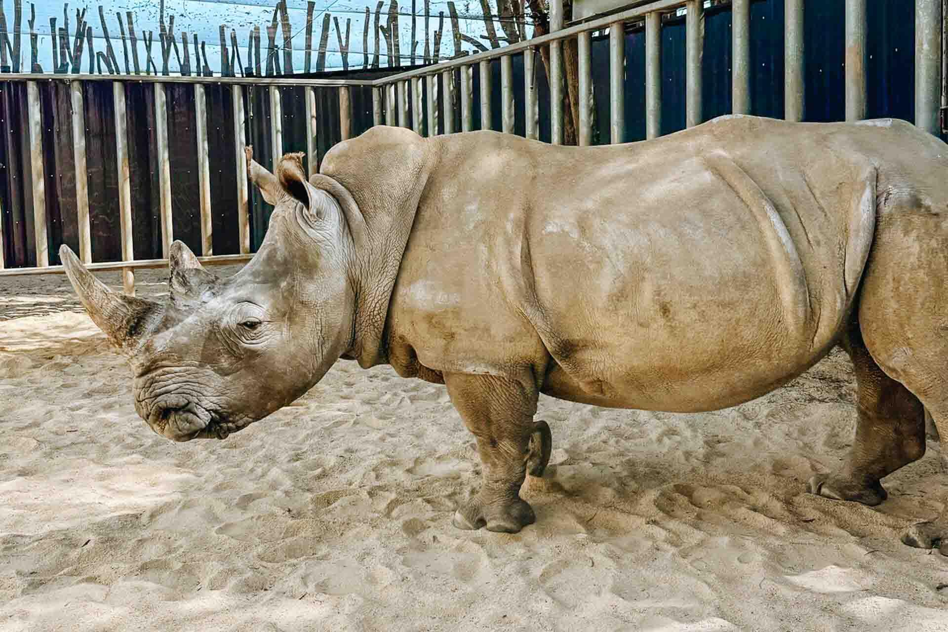 Flying a rhinoceros from Auckland Zoo to Australia!