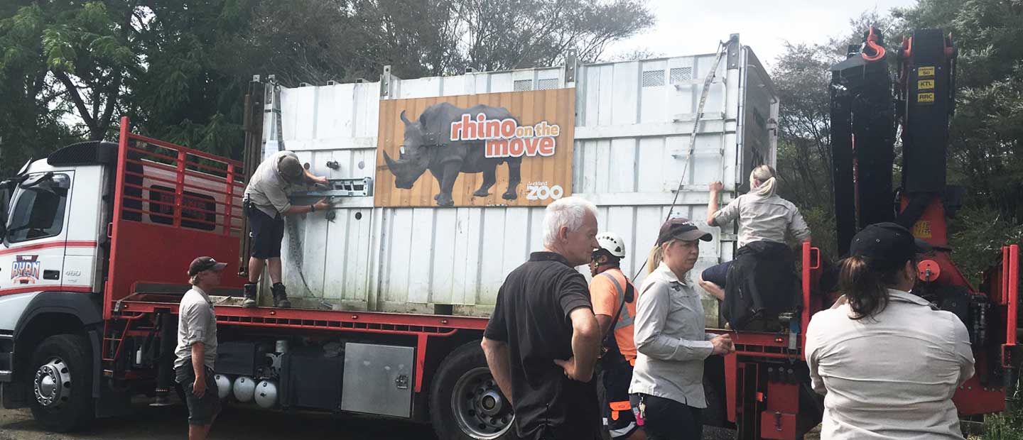 Rhino Jamila on the move!