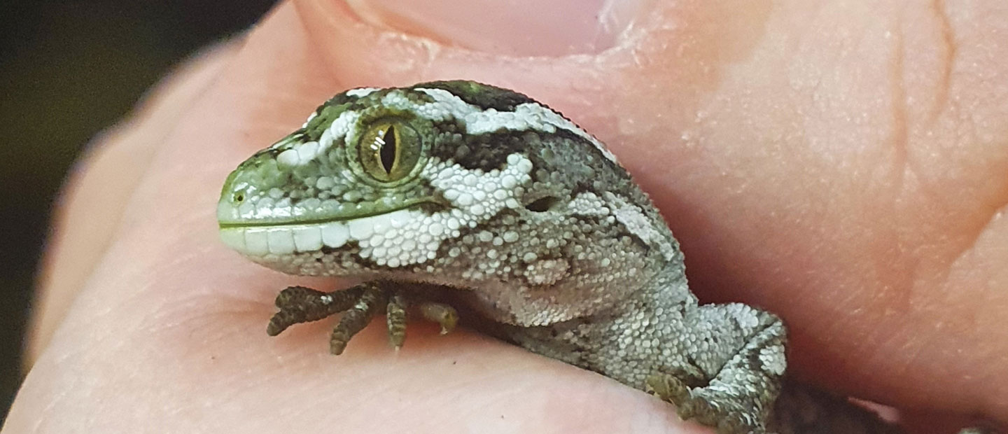 Exciting news for Zoo's rough geckos