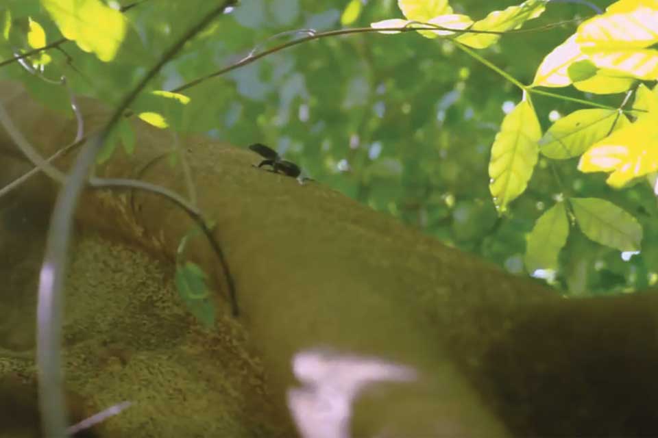 Episode Three: Helping Samoa's wildlife