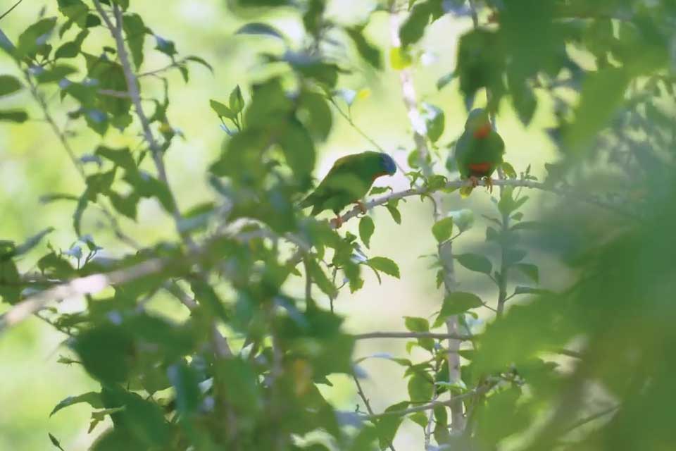 Episode Two: Helping Samoa's wildlife