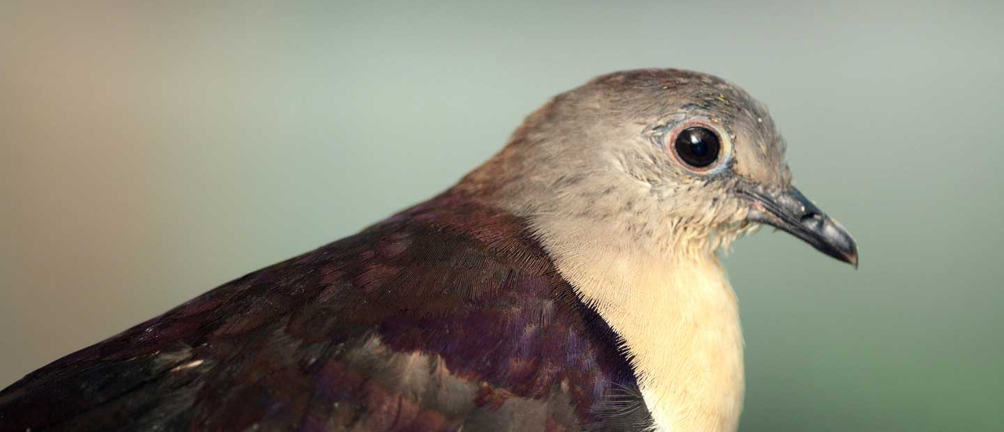 The Endangered Dove that Survived a Natural Disaster