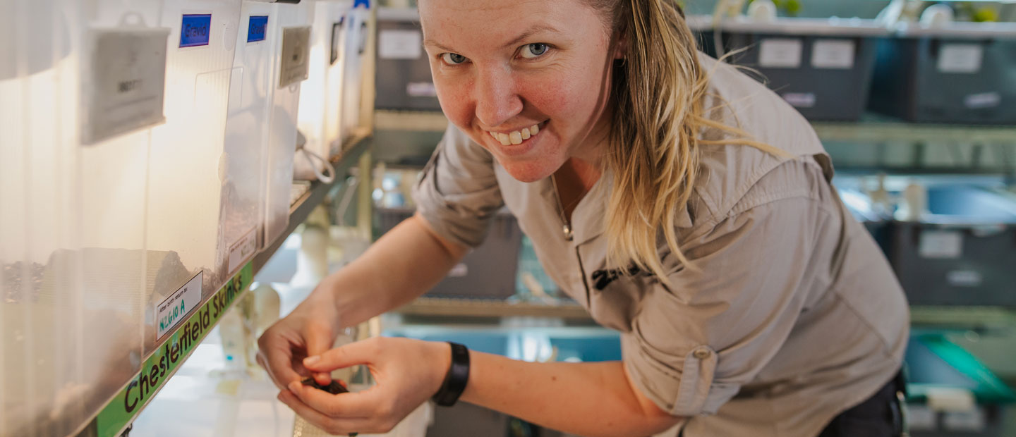 Using science to understand the habits of rare New Zealand lizards