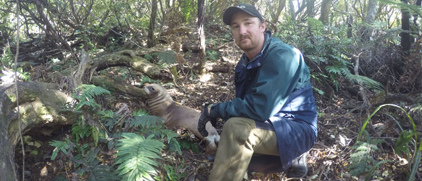 Kaitiaki for Rāpoka – the World’s most Endangered Sea Lion