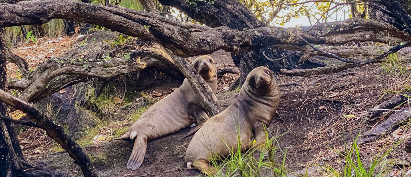 Success in recent sea lion pup count!
