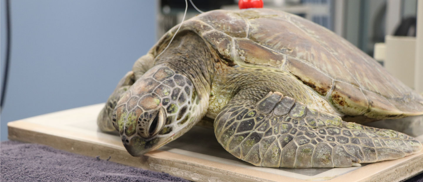 Sea turtle injured by fish hooks on the road to recovery