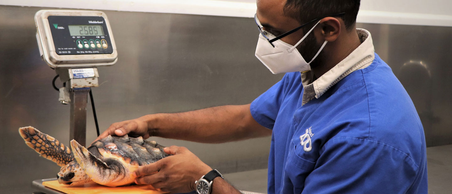 Conservationists rejoice with the release of three rescued sea turtles