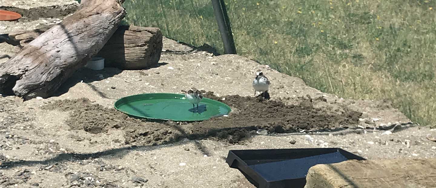 Saving the Nationally-Critical Shore Plover