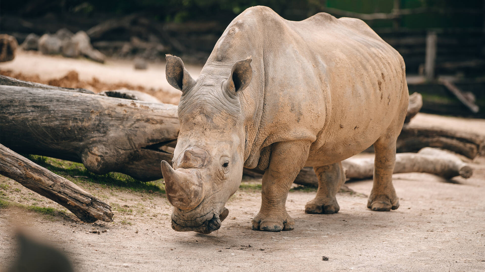Zoo pays tribute to rhino Zambezi and his impressive legacy