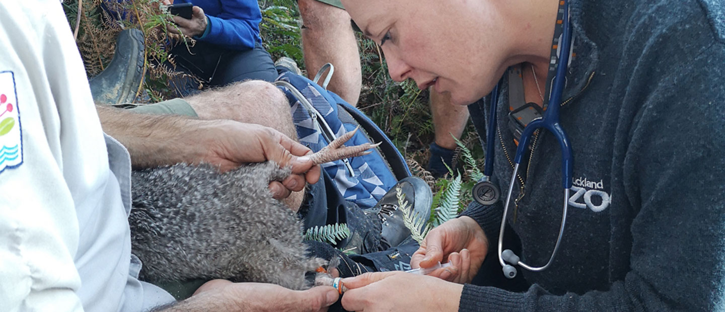 Zoo vet nurse lends her skills for little spotted kiwi
