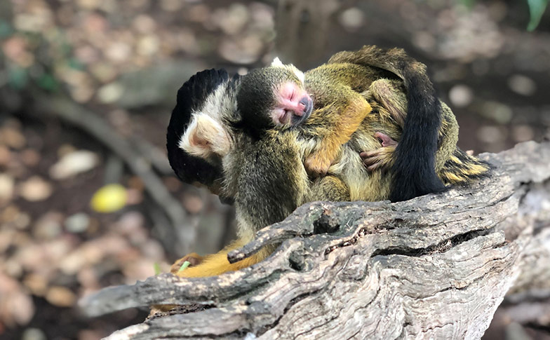 Our squirrel monkey family has grown!