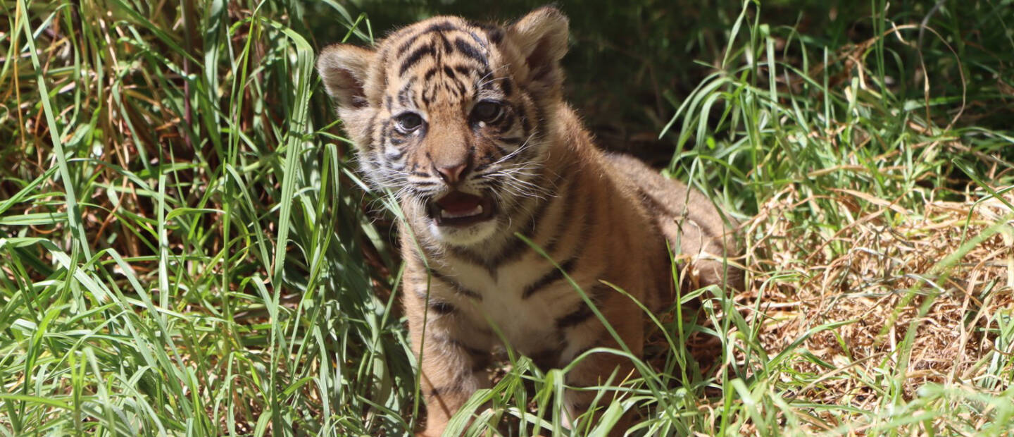 Sumatran tiger cub Cahya is thriving