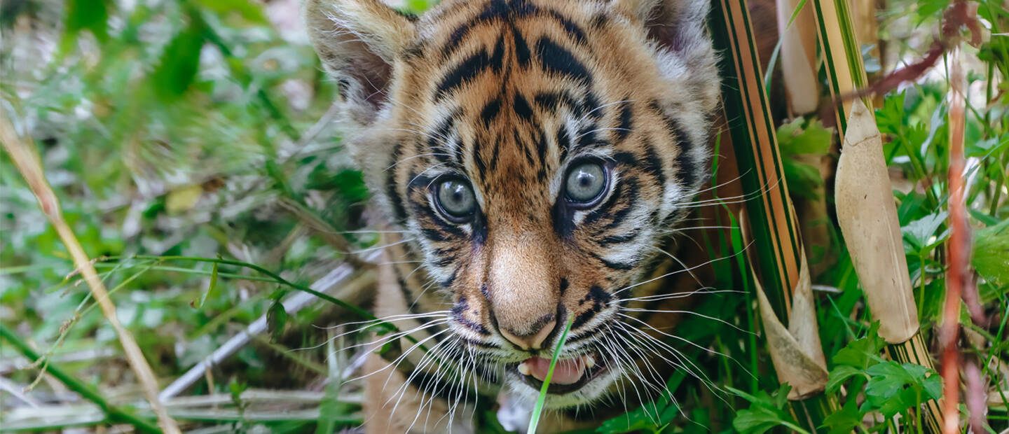 Sumatran tiger cub Cahya receives a health check!
