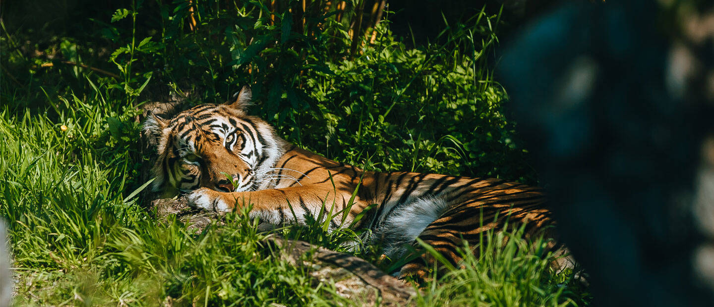Auckland Zoo’s tigers Zayana and Ramah reunited for mating 