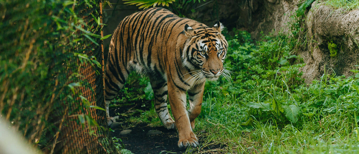 Auckland Zoo devastated by loss of Sumatran tiger cub