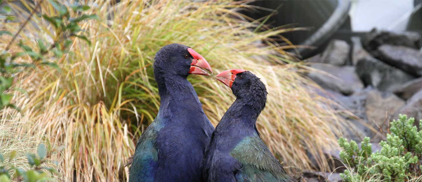 DOC Press Release : Widowed takahē paired up again