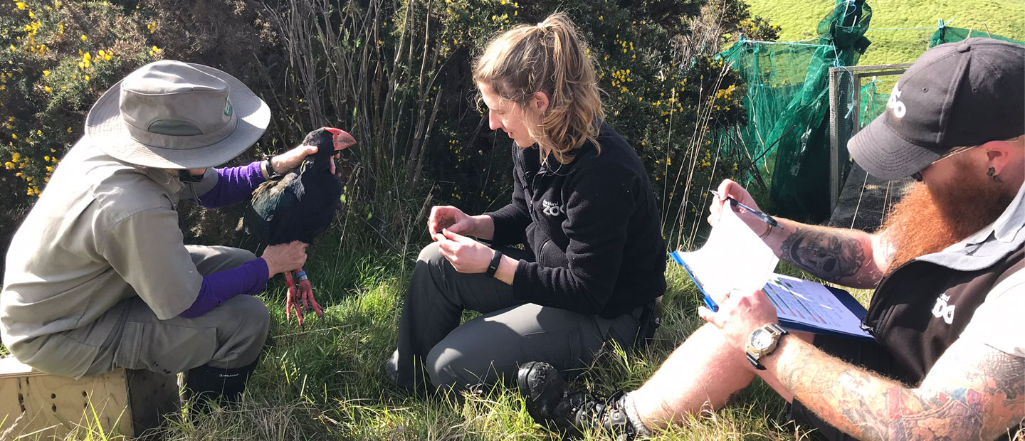 Back from Extinction – Monitoring the Endangered Takahē